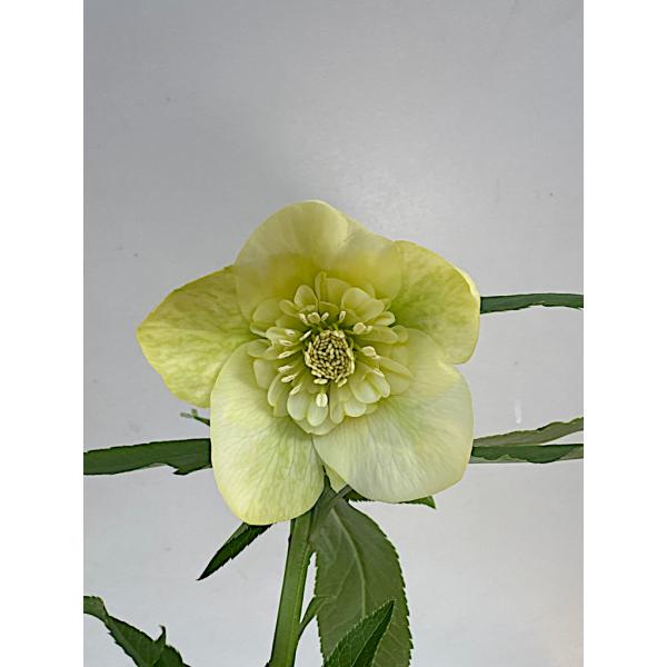 クリスマスローズ 開花苗 038 イエローセミダブル : 花郷園 KAGOEN