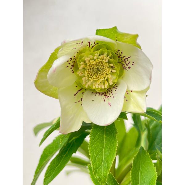 bonobono様ご購入苗㉖-166㉖-180クリスマスローズ bonobono様ご購入苗