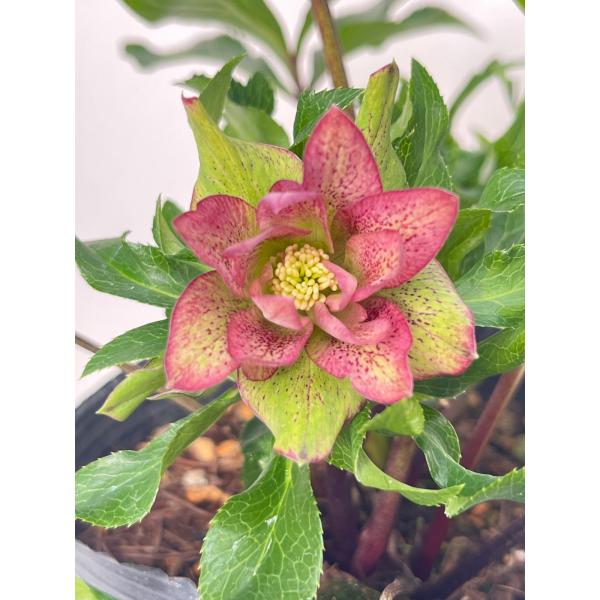 クリスマスローズ 開花苗 074 パピエ : 花郷園 KAGOEN NURSERY - 通販