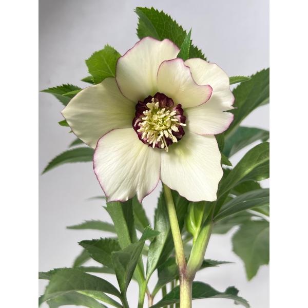 クリスマスローズ 開花苗 090 ピコティホワイト : 花郷園 KAGOEN