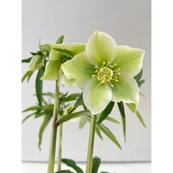 クリスマスローズ 開花苗 099 リグリクス交配香りあり : 花郷園 KAGOEN