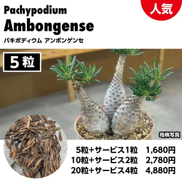 パキポディウム アンボンゲンセ 希少種子 5粒＋サービス1粒 栽培