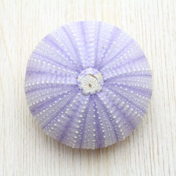 ウニ パープル 貝殻 約4〜6cm インテリア 天然 コレクション 観賞用