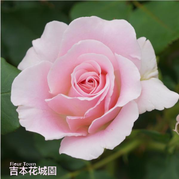 kajoen_rosesatou-112