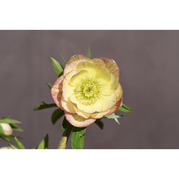 クリスマスローズ開花株 DDイエローエンジェル 253 現品限り : 金井