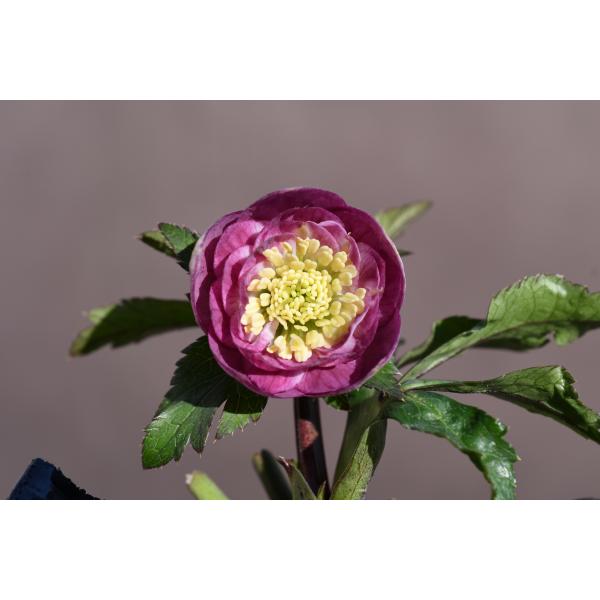 クリスマスローズ開花株 DDリバーシブル毬姫 256 現品限り : 金井園芸