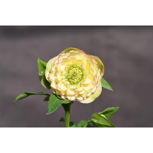 クリスマスローズ開花株 DDアフロディーテ 269 現品限り : 金井園芸