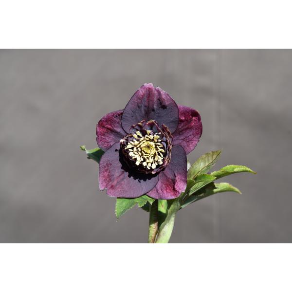 クリスマスローズ開花株 SDアンティークモーリー 270 現品限り : 金井