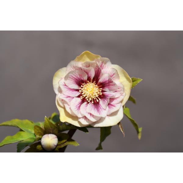 クリスマスローズ開花株 DDプリマヴェーラゴールド 505 現品限り