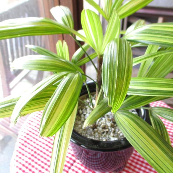 観音竹 綾錦 カンノンチク アヤニシキ 陶器鉢植え 薫る花 観葉植物