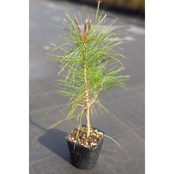 アカマツ（赤松）苗木 30〜50cm前後 : キヨタキナーセリー - 通販