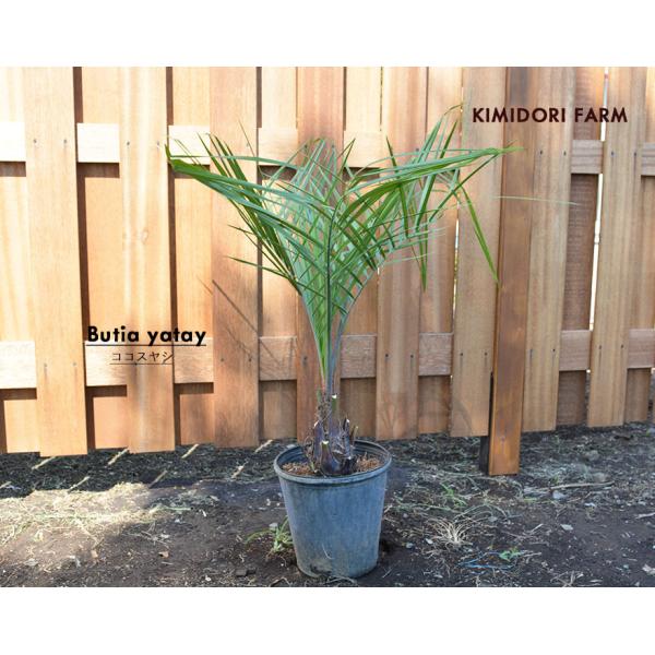 kimidori-onlineshop_cocos