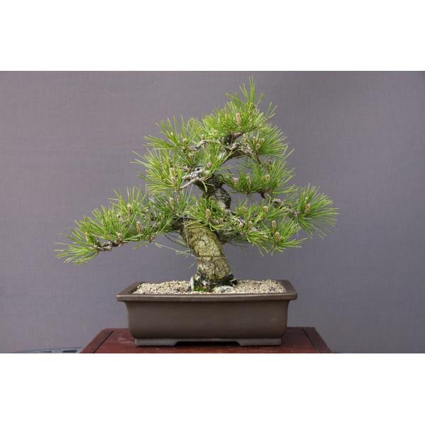 株）一樹園 黒松 【売上一位商品】 中品盆栽／樹齢20年 : 一樹園
