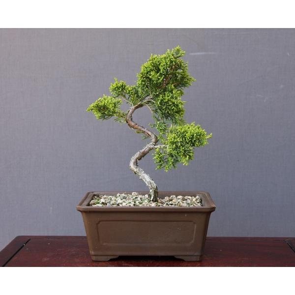 株）一樹園 糸魚川真柏 小品盆栽／樹齢5年 : 一樹園 - 通販 - Yahoo