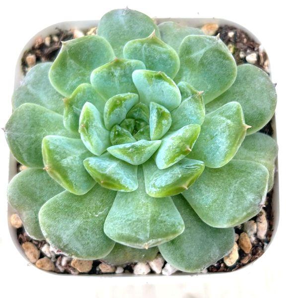 多肉植物 エケベリア モンロージェネレーション5 7.5cmポット苗