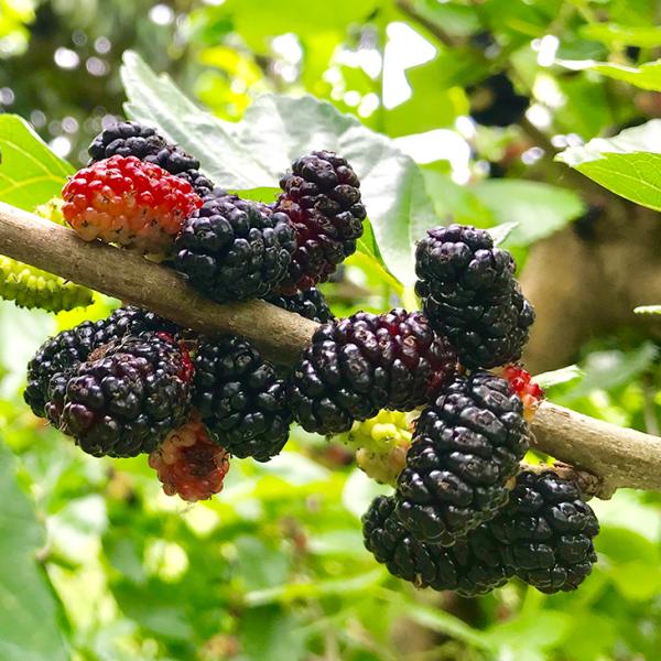 hanahiroba_tn05-054t001-01