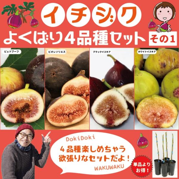 イチジク 苗 【イチジク よくばり4品種セット その1】1年生挿し木苗×4