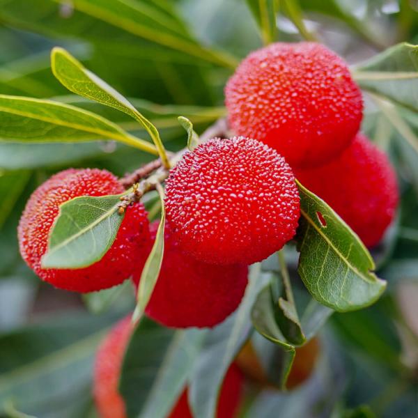 hanahirobaonline_yamamomo-