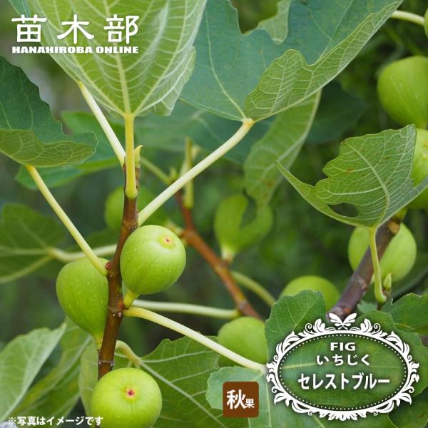 いちじく セレストブルー 1年生 挿し木苗 4号ポット 爆買 : 苗木部 花