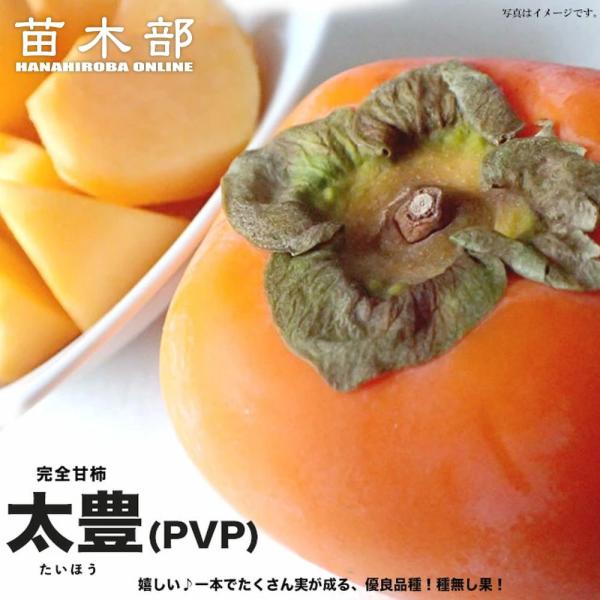 hanahirobaonline_kaki-taihou-2