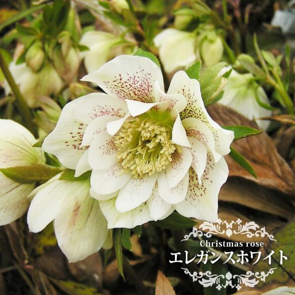 hanahirobaonline_kusa-kuriro-