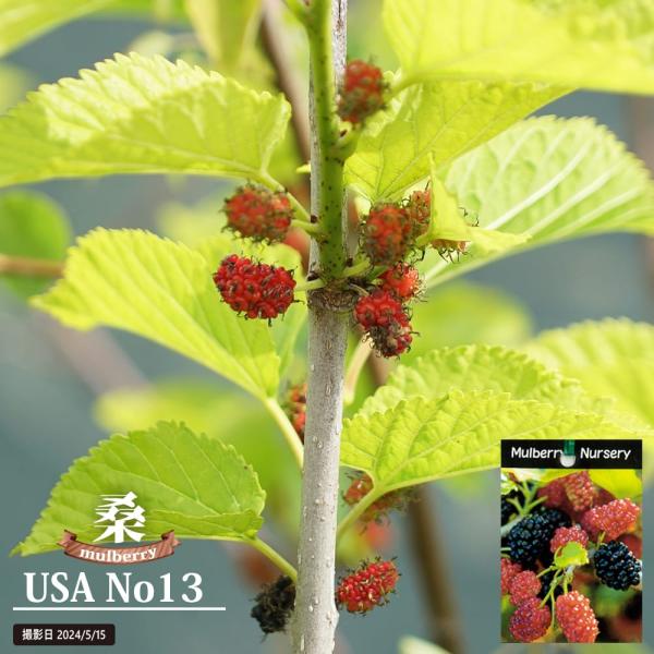 hanahirobaonline_maruberi-usano13