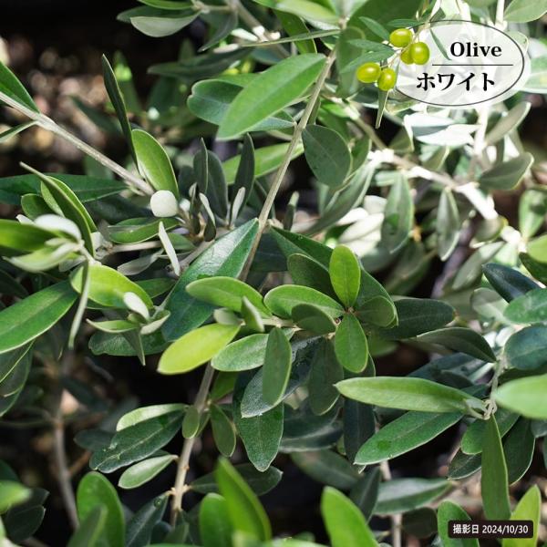 hanahirobaonline_niwaki-oribu-