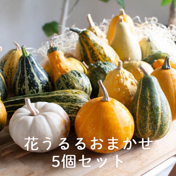 2,000円ポッキリ／ 『ミニかぼちゃ/おまかせ5個セット』ハロウィン