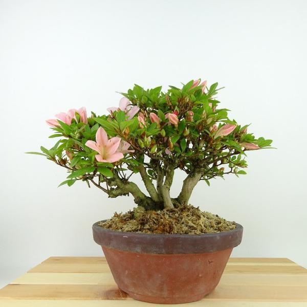 盆栽 皐月 日光 樹高 約19cm さつき Rhododendron indicum サツキ
