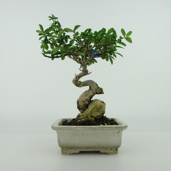 haniwa-bonsai_mini-zouki-03