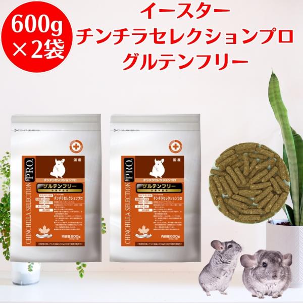 happy-mint_yeaster-chinchilla-