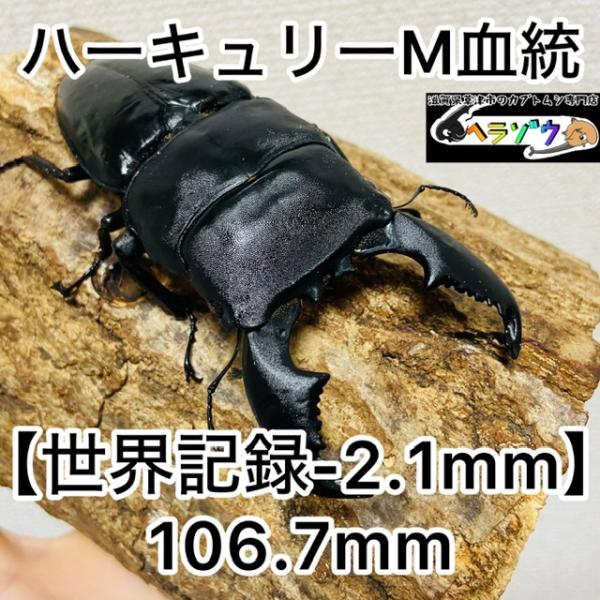 スマトラオオヒラタクワガタ 成虫オス106.7mm (スマトラオオヒラタ