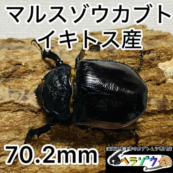 マルスゾウカブト メス ♀ 70.2mm(メガソマ マルス ゾウカブト
