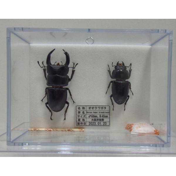 オオクワガタ♂66mm＋♀45mm（クワガタ標本） : オオクワ京都昆虫館