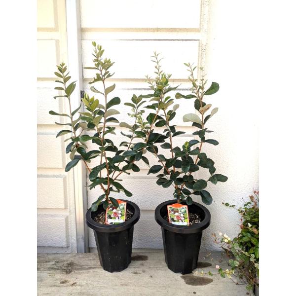 フェイジョア(実生苗・雑種）7号鉢植え1本立・鉢底から高さ75〜80cm位