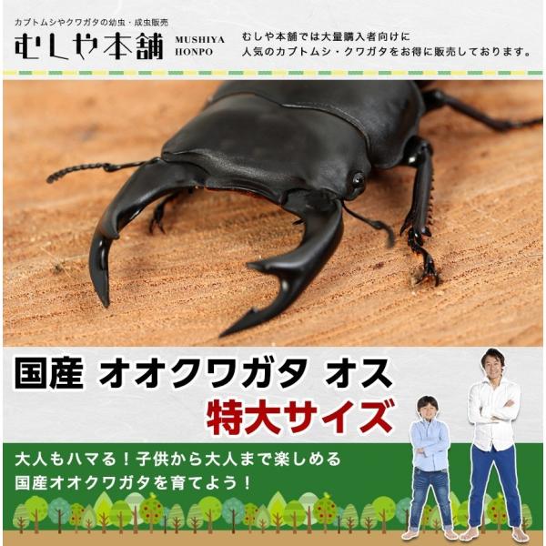 国産オオクワガタ 特大サイズ オス80mm : むしや本舗 ヤフー店 - 通販
