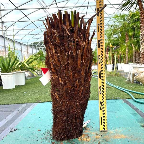 ディクソニア・アンタルクティカ ヘゴシダ ベアルート 観葉植物 お祝