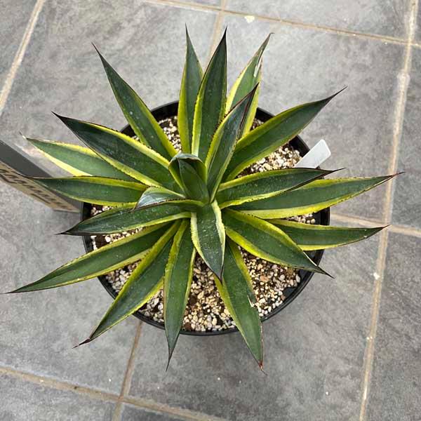 アガベ サングロー 新築祝い ドライガーデン ロックガーデン