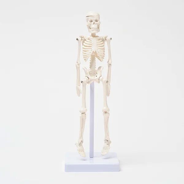 全身骨格模型 高さ22cm 人体模型 スタンド付き 骨格模型 7ウェルネ