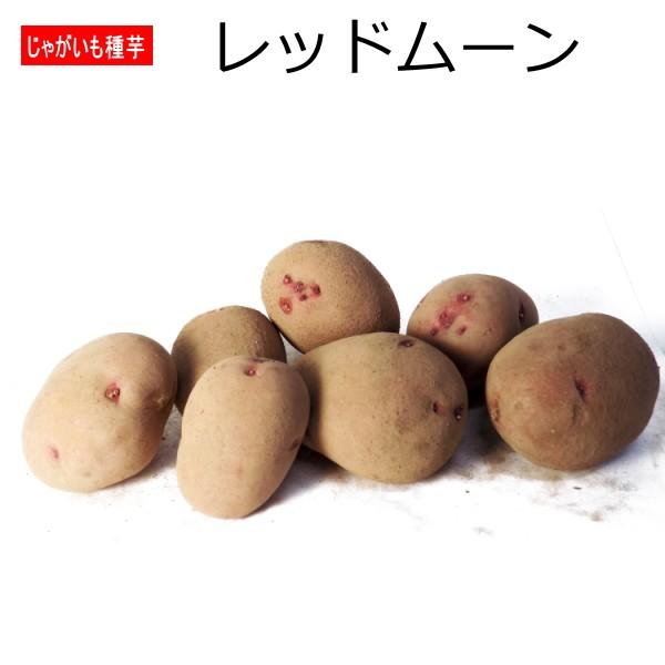 じゃがいも レッドムーン 種芋 500g ジャガイモ L〜Sサイズ : なえ屋の