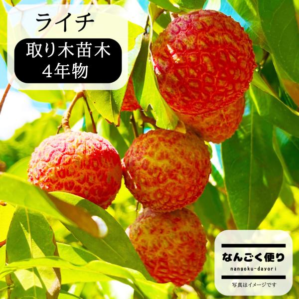 nangoku-dayori_naegi-chacapat