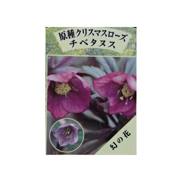 幻の原種クリスマスローズ チベタヌス（国内生産 実生苗）3寸ポット