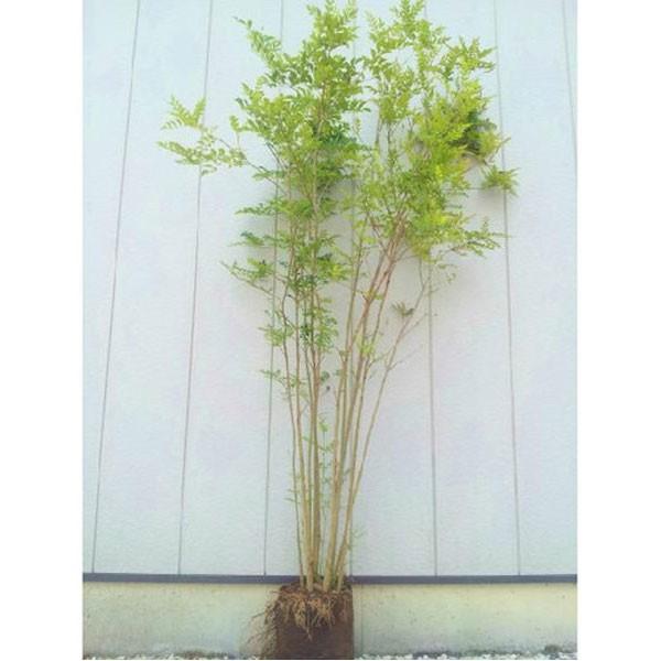 シマトネリコ 株立ち 樹高1.8〜2.0m前後(根鉢含まず) 単品 : 相馬