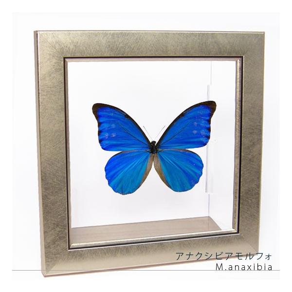 昆虫標本 蝶の標本 アナクシビアモルフォ メタリック調ライトフレーム