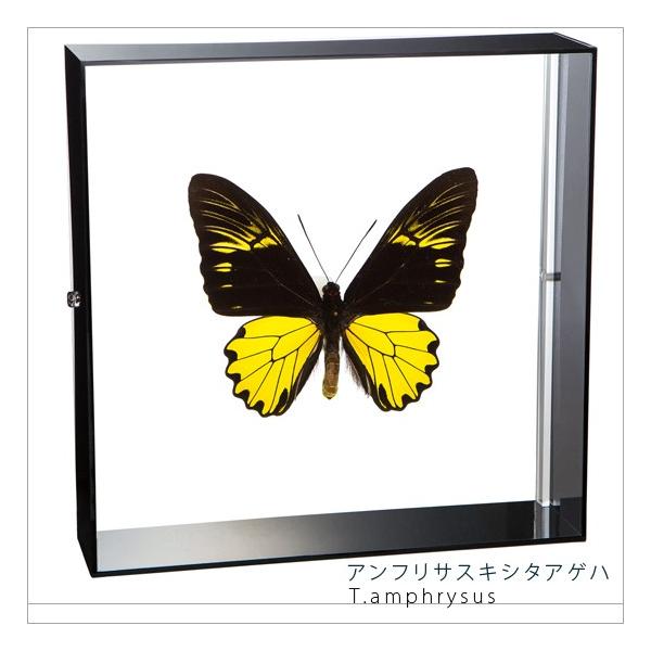 昆虫標本 蝶の標本 アンフリサスキシタアゲハ アクリルフレーム 黒