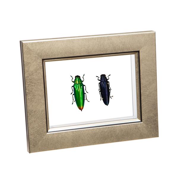 昆虫標本 ツマアカタマムシ 2匹 メタリック調ライトフレーム