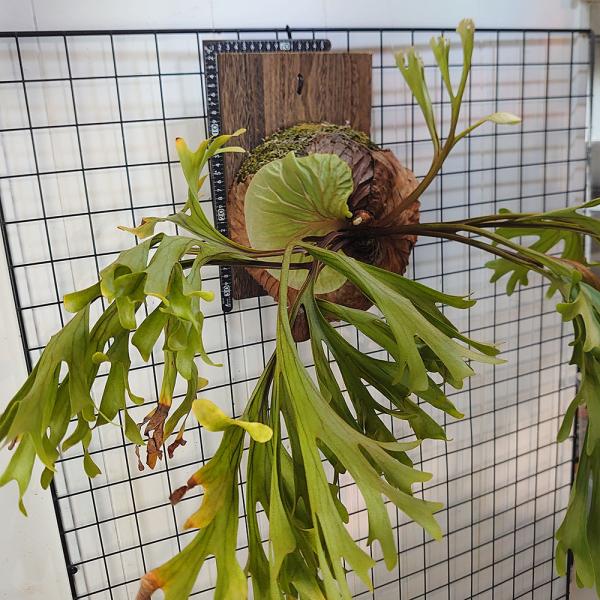 science-farm_ridleyiwild01