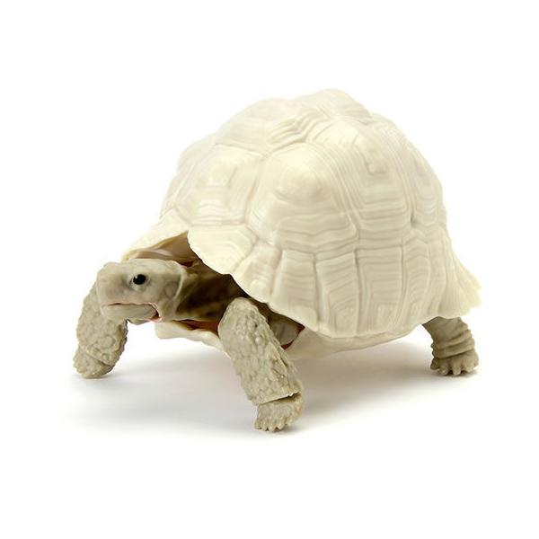 BANDAI（バンダイ） ガチャ いきもの大図鑑 かめ05 【ヒョウモンガメ