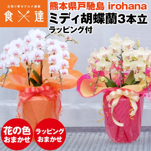 胡蝶蘭 ミディ 3本立 鉢植え 花の色おまかせ ラッピング付き ギフト