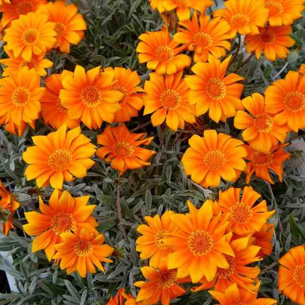 バルサ50 クラシックJr. 谷山オリカラ オレンジガシラ バルサ50